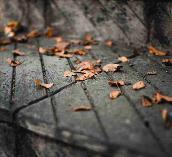 falling leaves