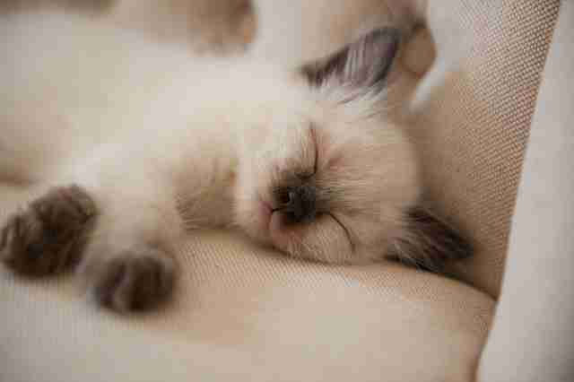 ragdoll kitten