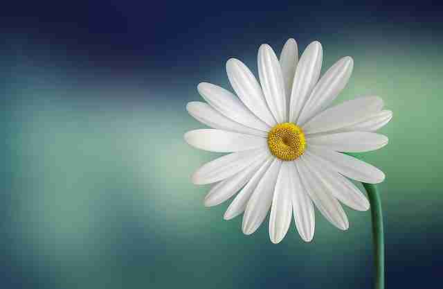 Marguerite daisy