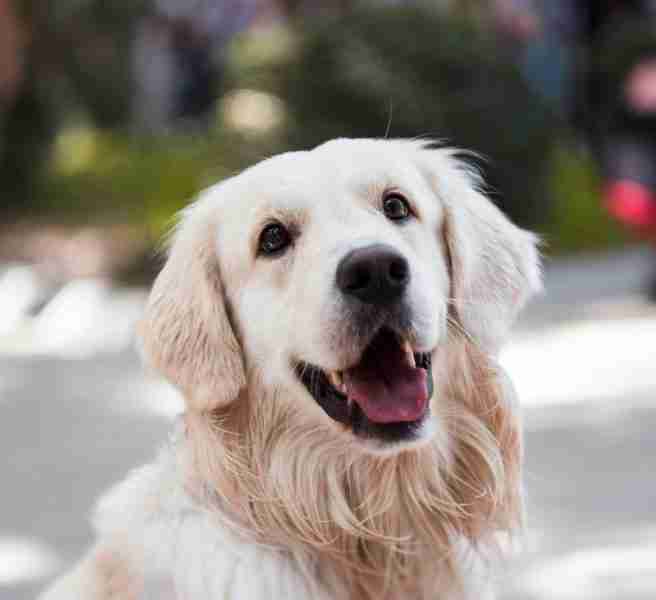 dog