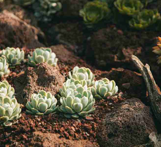 low maintenance garden