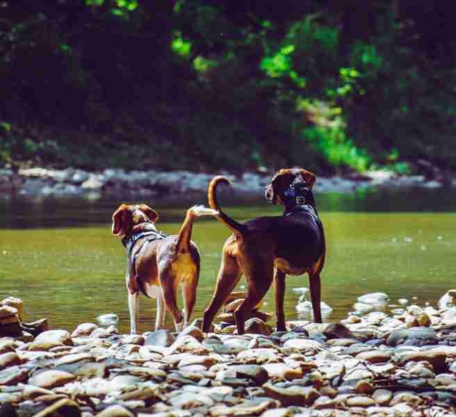 travel with pets