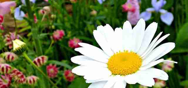DAISY