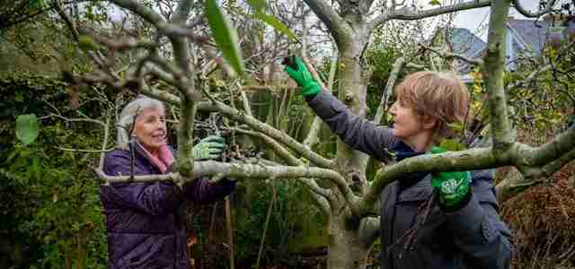 tree pruning