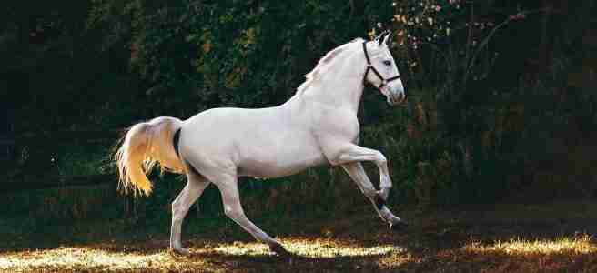 horse supplies