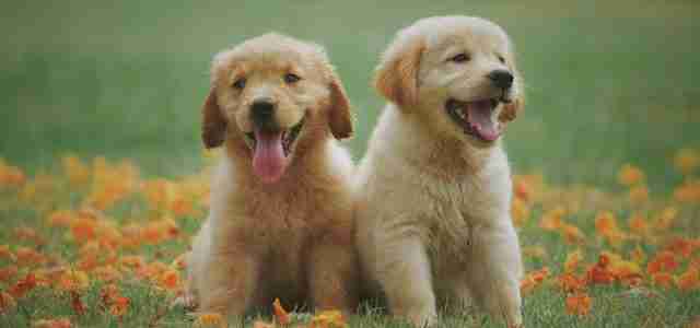 puppies
