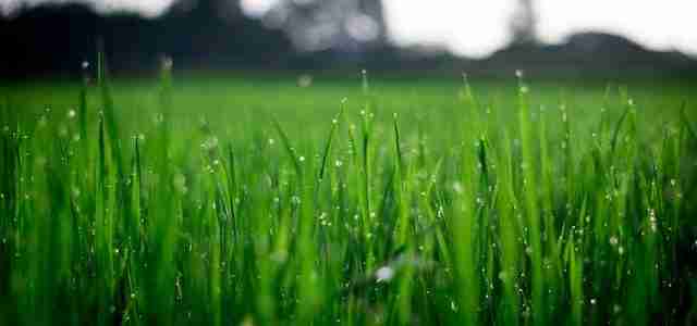 garden grass