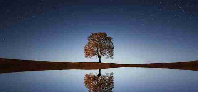 tree reflection