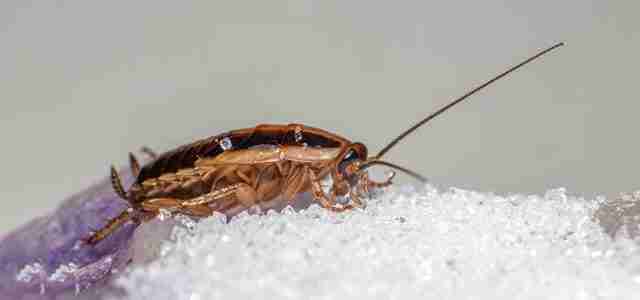 pests in your home