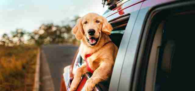 dog in car