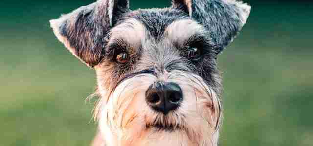 Schnauzer wire coated dogs