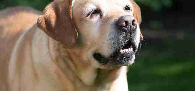 elderly dog