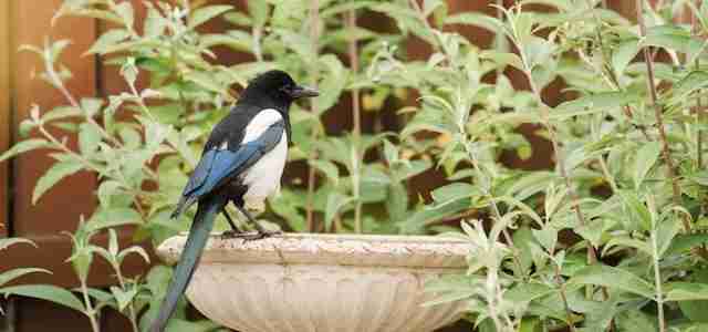 versatile garden space