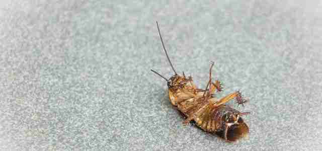diy pest control