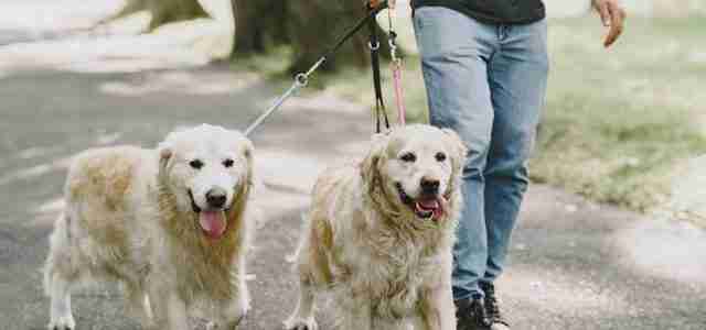 two golden retrievers pet care