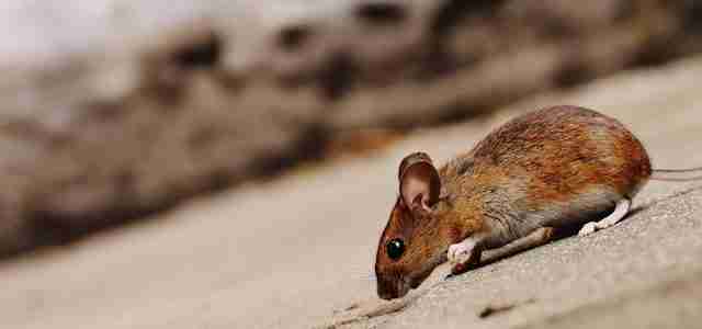 mouse and humane animal removal