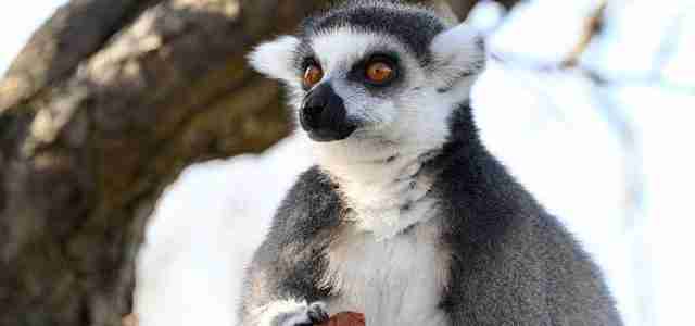 lemur feeding UK zoo animal feeding experiences