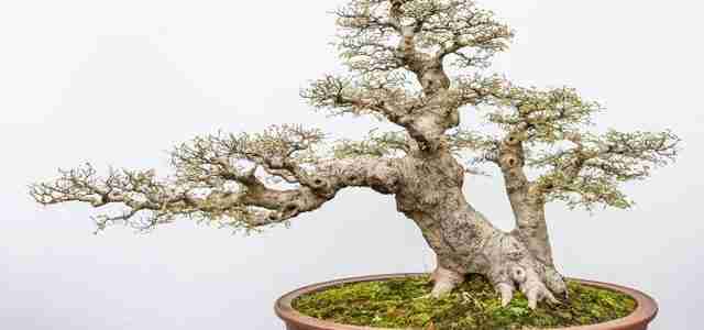 artificial bonsai