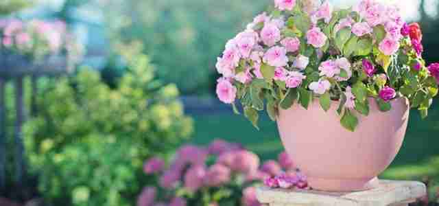 pink flower pot of flowers in garden